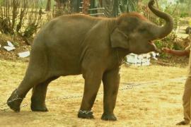 Слон из оскароносного фильма привлекает туристов в заповедник в Индии