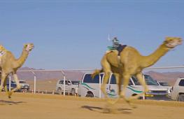 Призов на $21 млн: Кубок по скачкам на верблюдах провели в Саудовской Аравии
