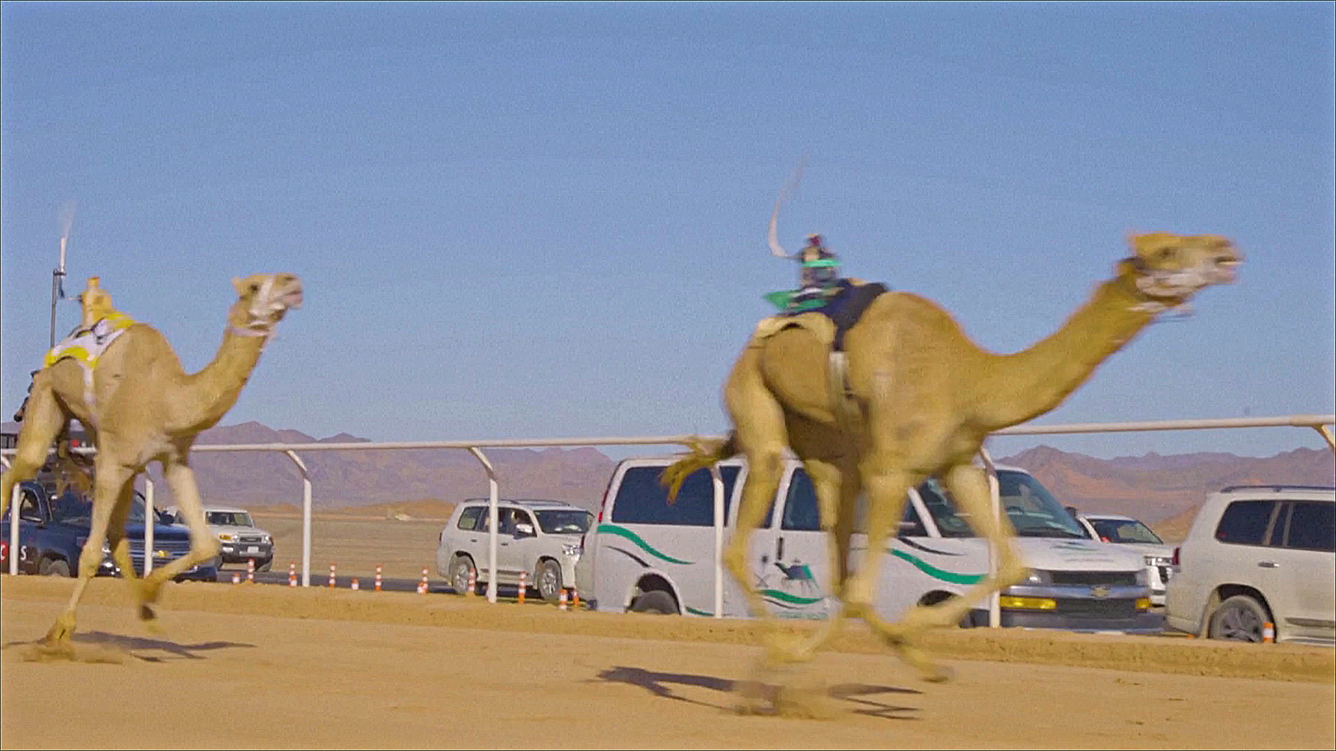 Призов на $21 млн: Кубок по скачкам на верблюдах провели в Саудовской Аравии
