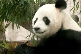 Панды в Московском зоопарке отпраздновали День бамбуковых медведей