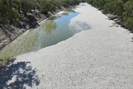 Массовая гибель рыбы произошла во второй по длине реке Австралии