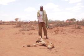Засуха в Сомали убила 43 тысячи человек в прошлом году