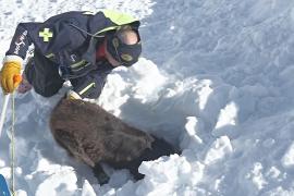 Как тренируют собак, спасающих людей из-под лавин