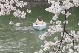 Сакура зацветает в Великобритании после долгой зимы