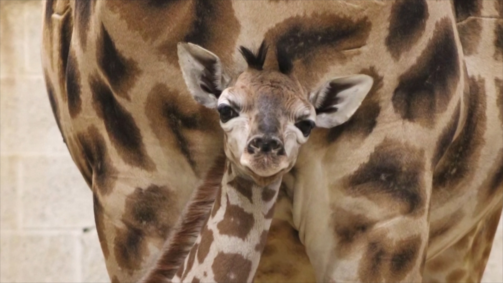 Детёныш редкого жирафа Ротшильда родился в зоопарке в Бельгии