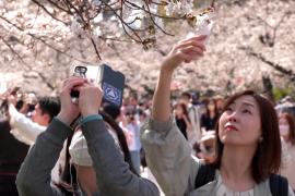 Японцы снова устраивают пикники во время цветения сакуры в Токио