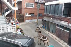 Нежданная свобода: из зоопарка в Сеуле сбежала зебра