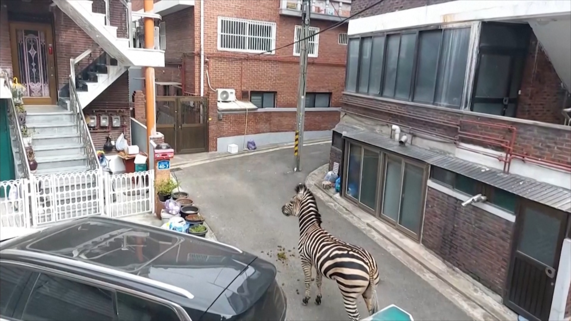 Нежданная свобода: из зоопарка в Сеуле сбежала зебра