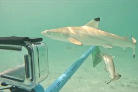 На знаменитом пляже Майя-Бэй пытаются сохранить баланс между акулами и туристами
