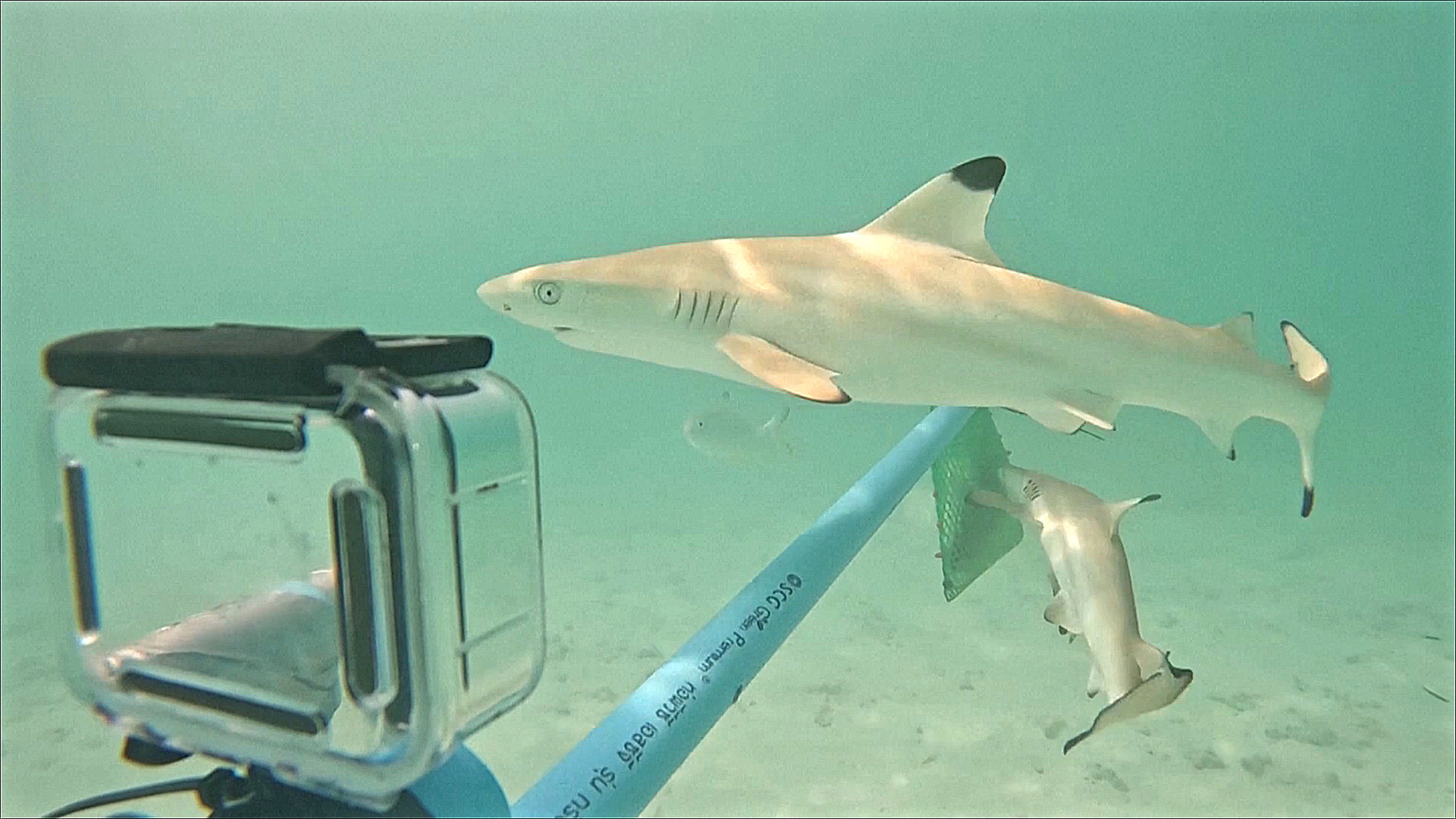 На знаменитом пляже Майя-Бэй пытаются сохранить баланс между акулами и туристами