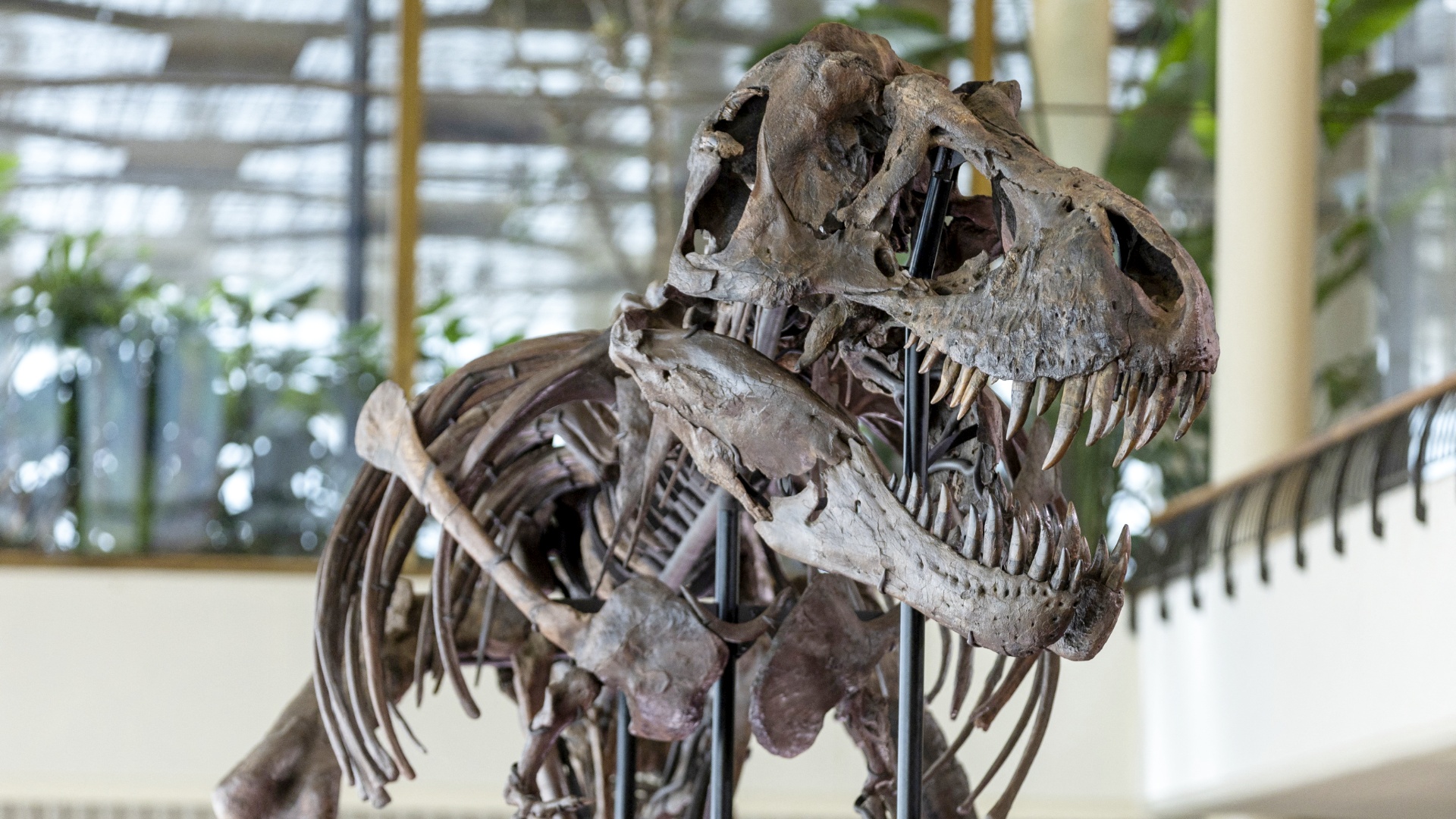 Редкий скелет тираннозавра уйдёт с молотка в Швейцарии