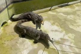 Смертельный номер: как крокодилов «водят» к врачу в зоопарке в Перу