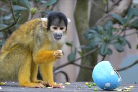 Тигры, сурикаты и обезьяны поохотились за пасхальными яйцами в Лондонском зоопарке