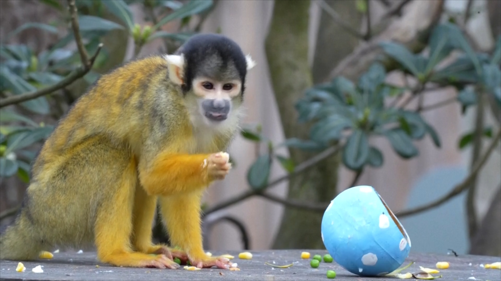 Тигры, сурикаты и обезьяны поохотились за пасхальными яйцами в Лондонском зоопарке