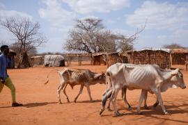 В Эфиопии из-за засухи погибает скот, людей может настигнуть та же участь