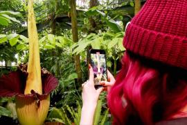 Гигантский зловонный цветок привлекает сотни людей в ботанический сад в Нью-Йорке