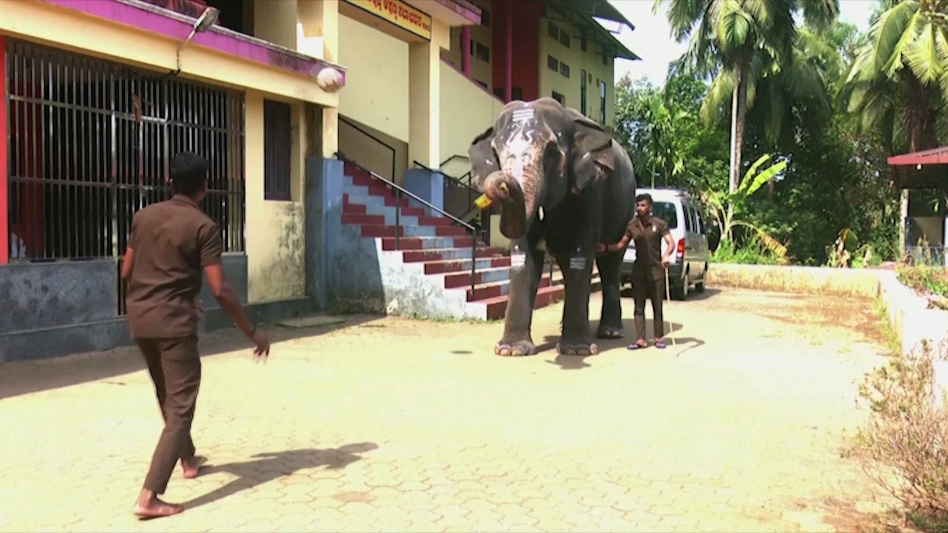 Слон-футболист прославился на весь индийский город Мангалур