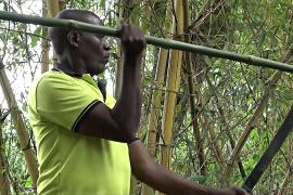 Как журналист стал фермером и теперь выращивает бамбук
