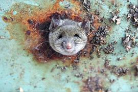 Нью-Йорк нашёл ответственного за истребление крыс