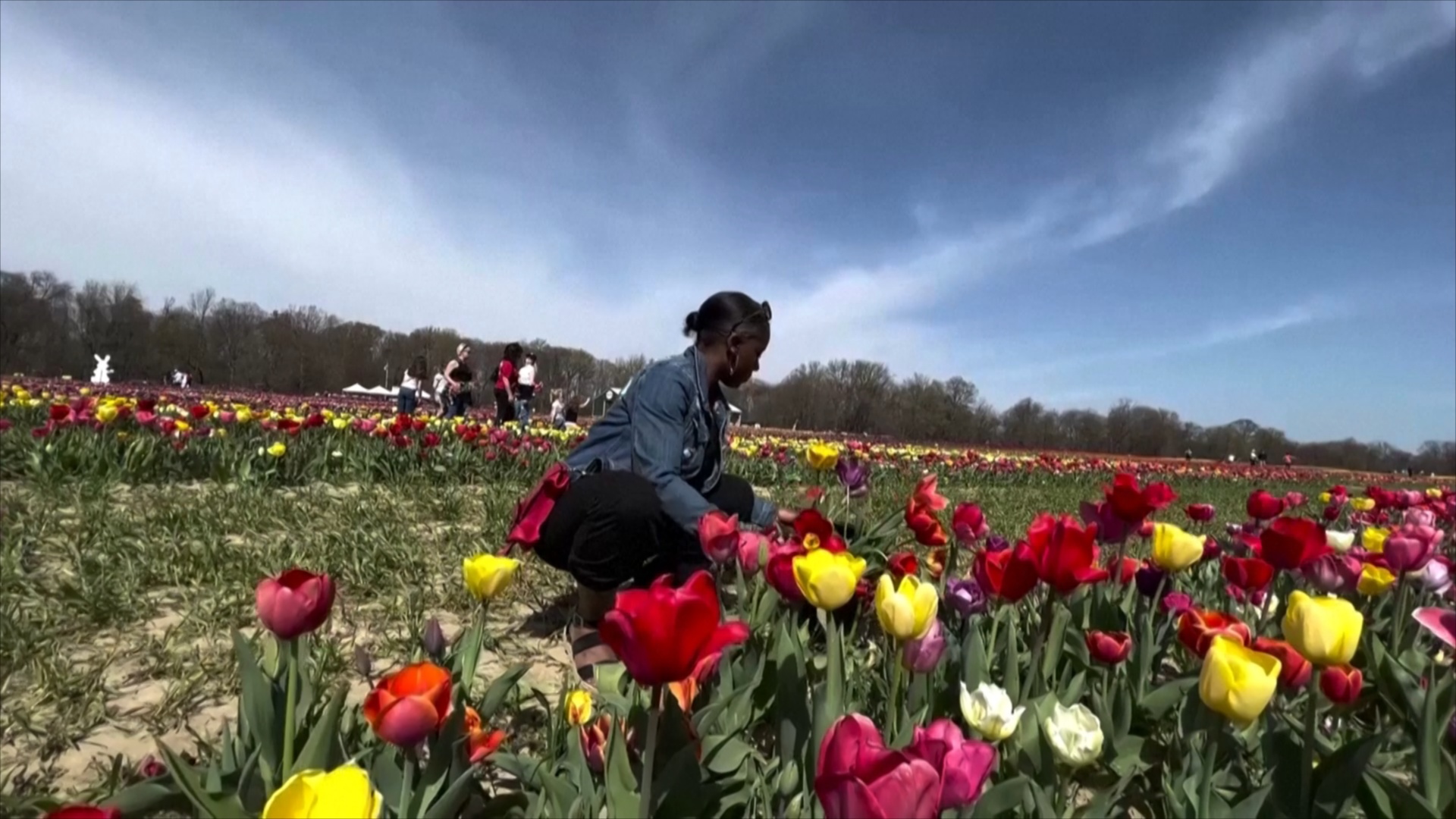 Миллион тюльпанов: ферма в Нью-Джерси в полном цвету