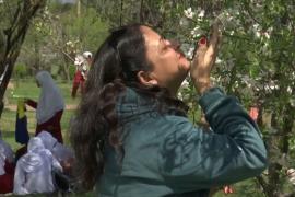 Цветущий миндаль принёс весну в индийский Кашмир