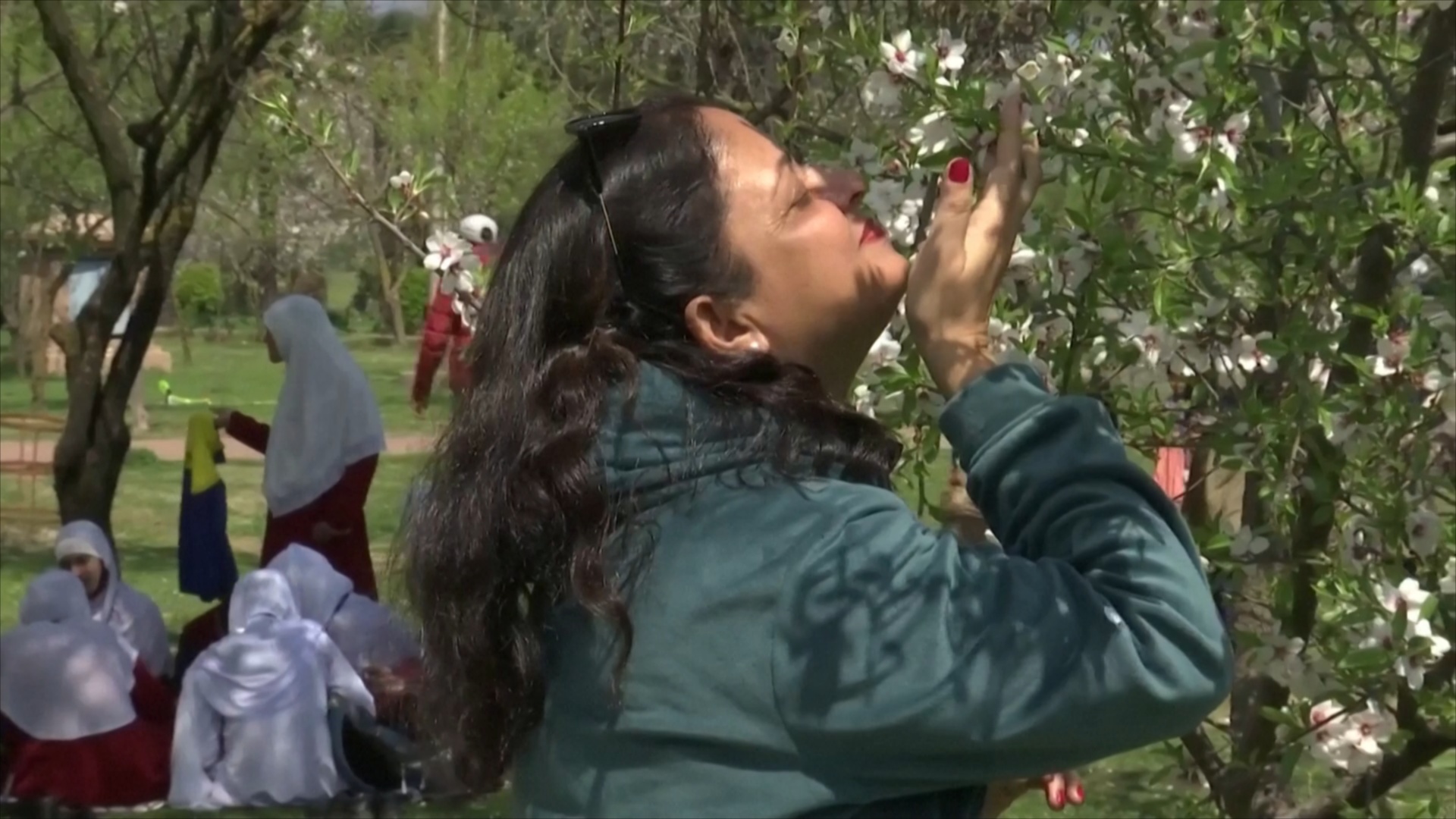 Цветущий миндаль принёс весну в индийский Кашмир