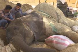 Больную слониху в зоопарке в Карачи лечат ветеринары из разных стран