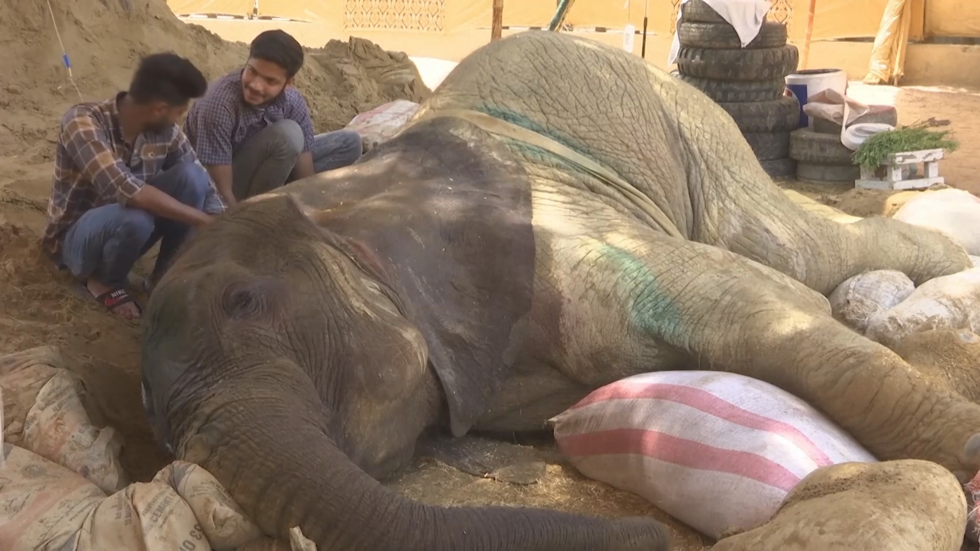 Больную слониху в зоопарке в Карачи лечат ветеринары из разных стран
