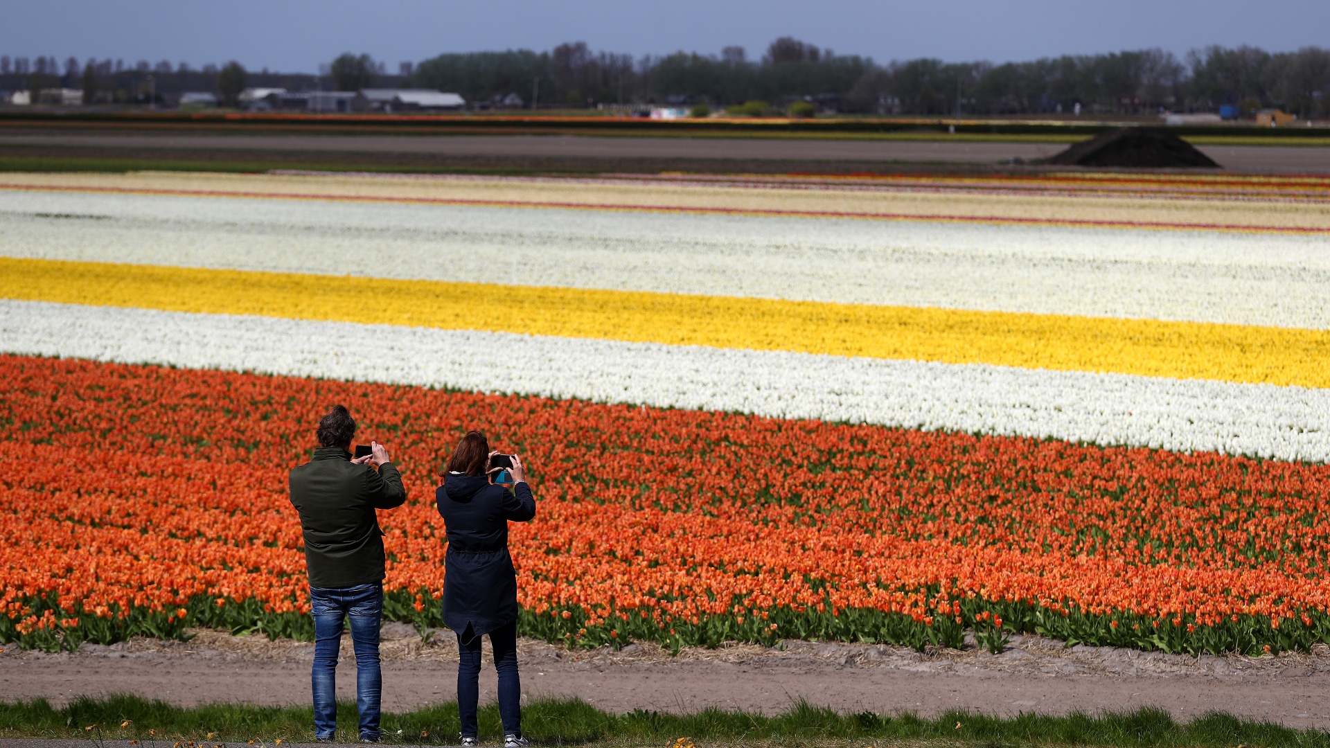 Тюльпаны снова цветут в нидерландском саду «Кёкенхоф»