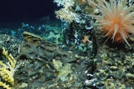 Древний коралловый риф нашли у Галапагосских островов