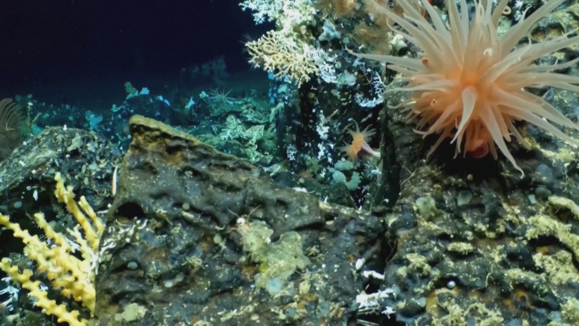 Древний коралловый риф нашли у Галапагосских островов