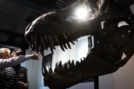 Скелет тираннозавра продали на аукционе в Швейцарии