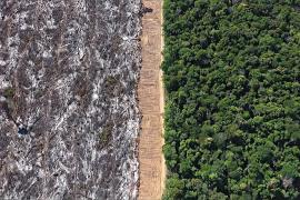 В ЕС утвердили исторические ограничения на импорт, связанные с вырубкой лесов