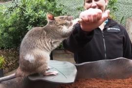 Гигантские хомяковые крысы становятся незаменимыми помощниками людей