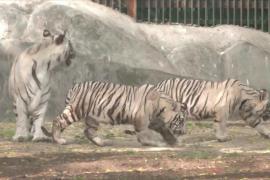 Двух редких белых тигрят впервые показали публике в зоопарке в Нью-Дели