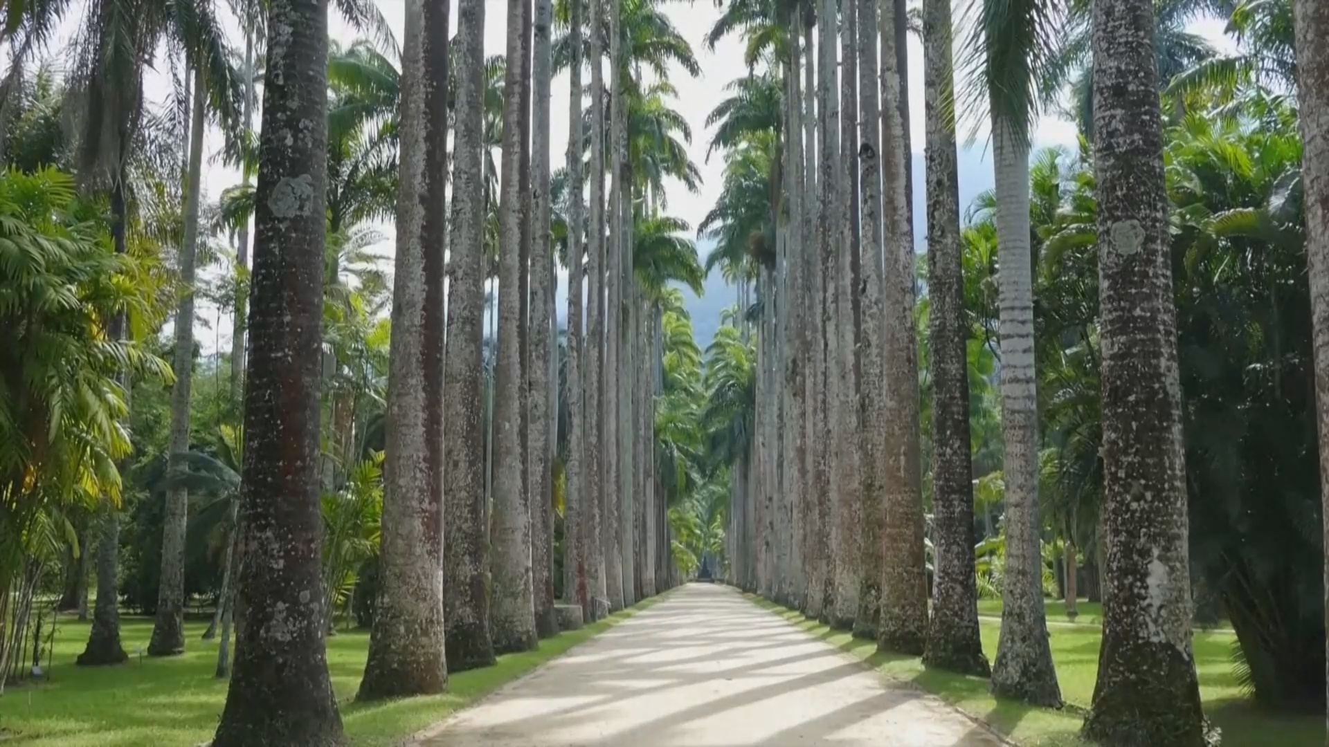 В ботаническом саду в Рио-де-Жанейро определили 11 самых гигантских деревьев