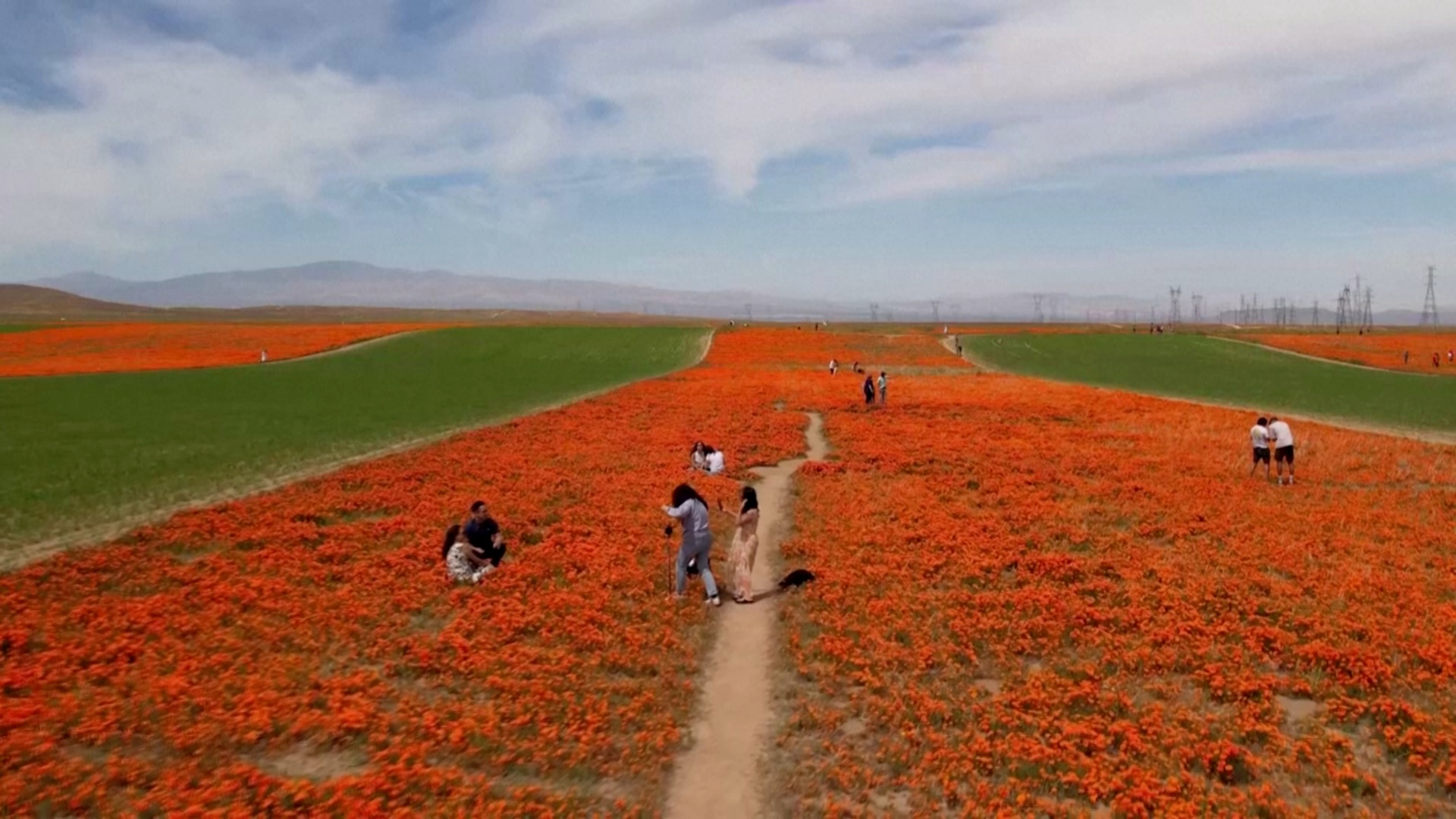 Завораживающие великолепие: калифорнийский мак снова в цвету
