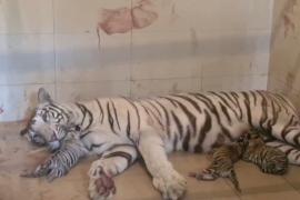 В Индии у белой тигрицы родились трое котят разного цвета