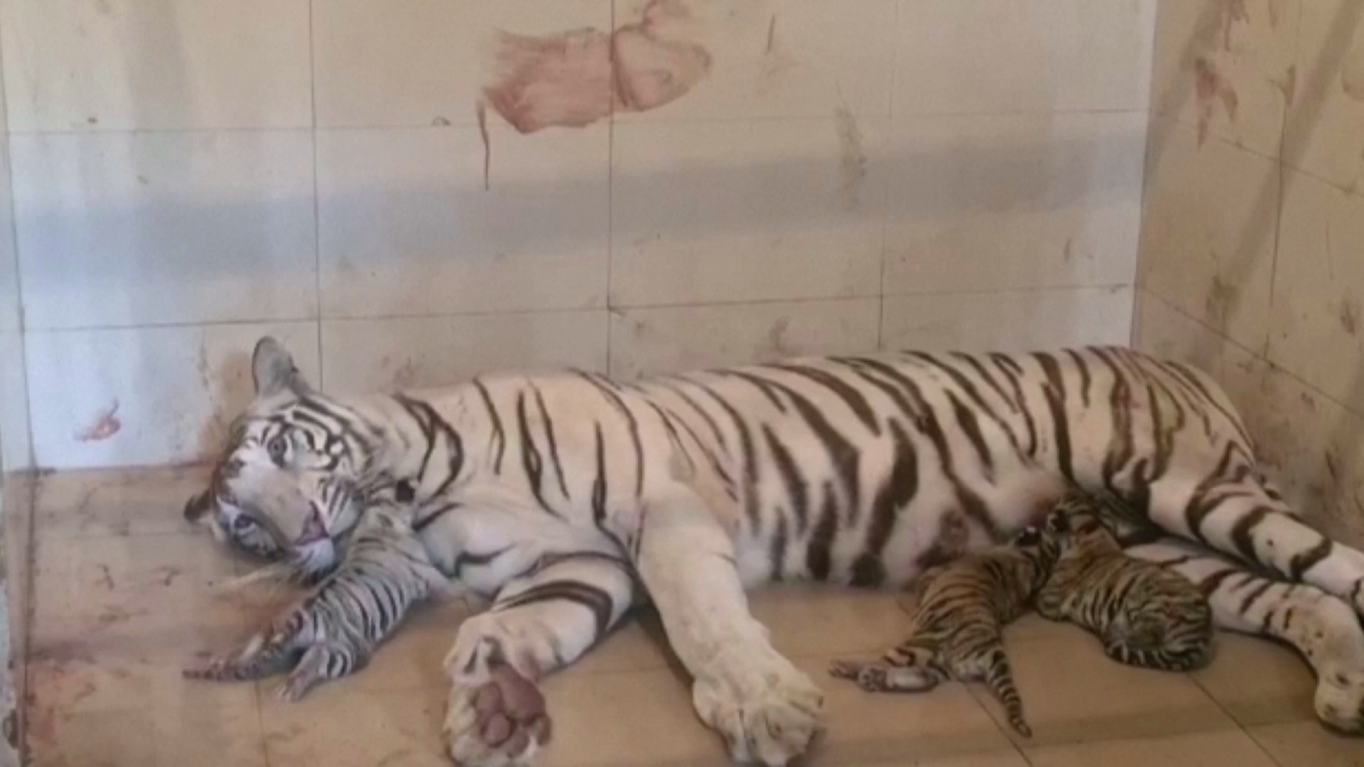В Индии у белой тигрицы родились трое котят разного цвета