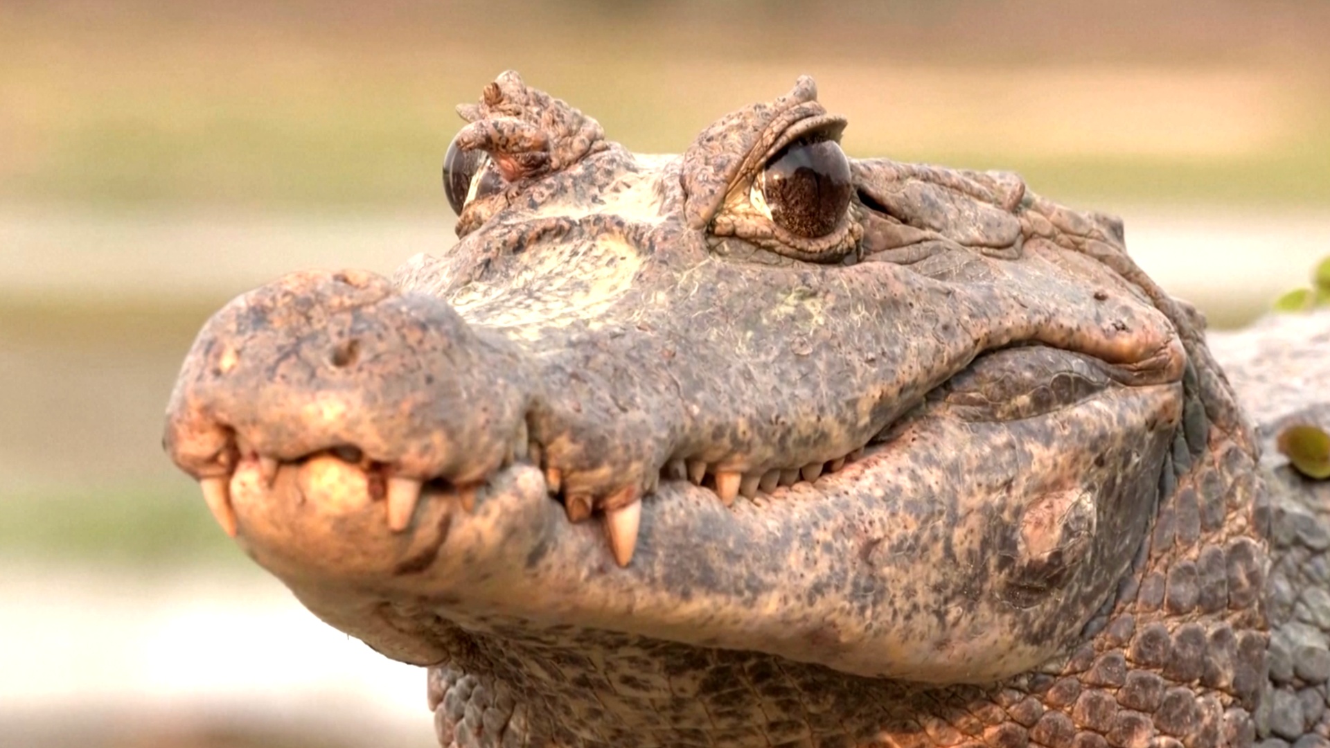 Как ягуары, крокодилы и капибары помогают Колумбии отказываться от нефти
