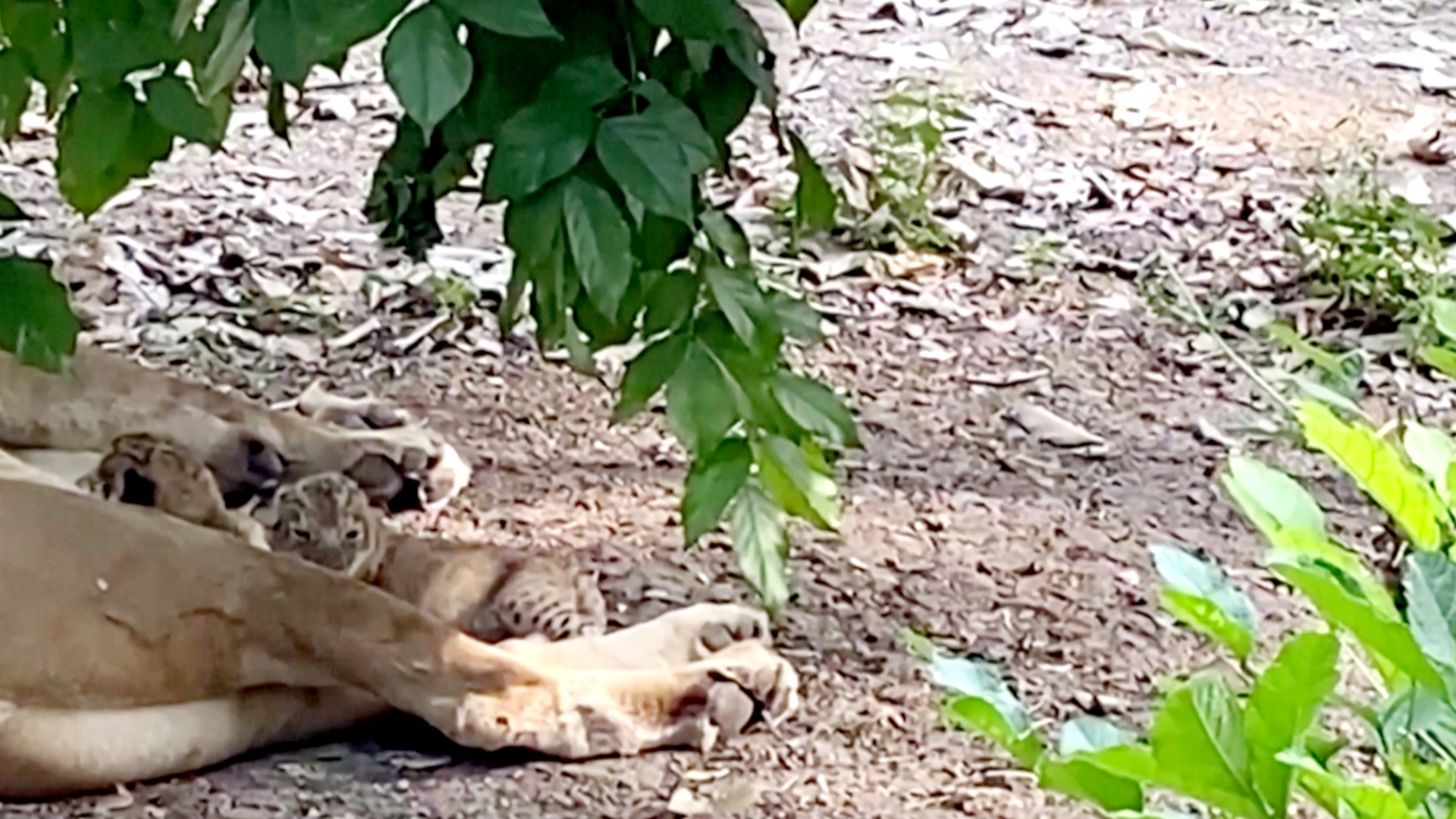 Трое львят пополнили зоопарк в Индии