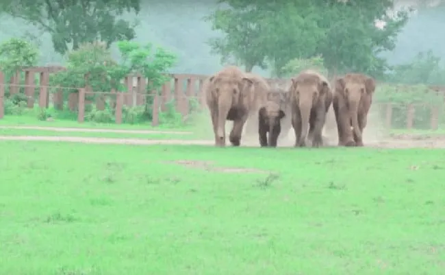 Трогательный момент: как стадо слонов встречает слонёнка-сироту
