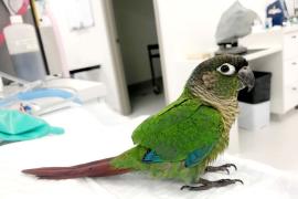 Как помогли попугаю с обрезанными крыльями