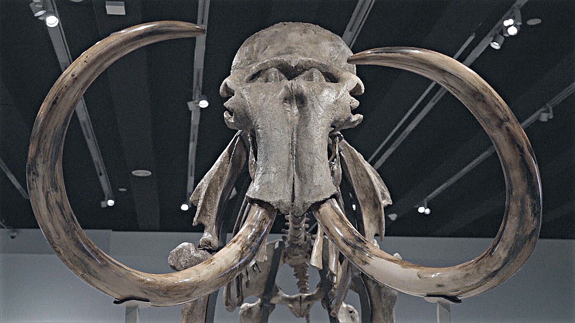 Скелет гигантского мамонта встречает посетителей выставки в Мадриде