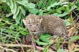 Лесничие в Индии пытаются спасти потерявшегося детёныша леопарда