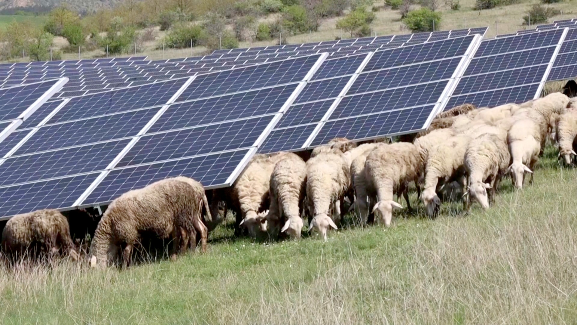 Как отара овец поддерживает порядок на солнечной электростанции в Косово