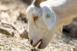 В Чили козы-спасатели защищают лес от пожаров