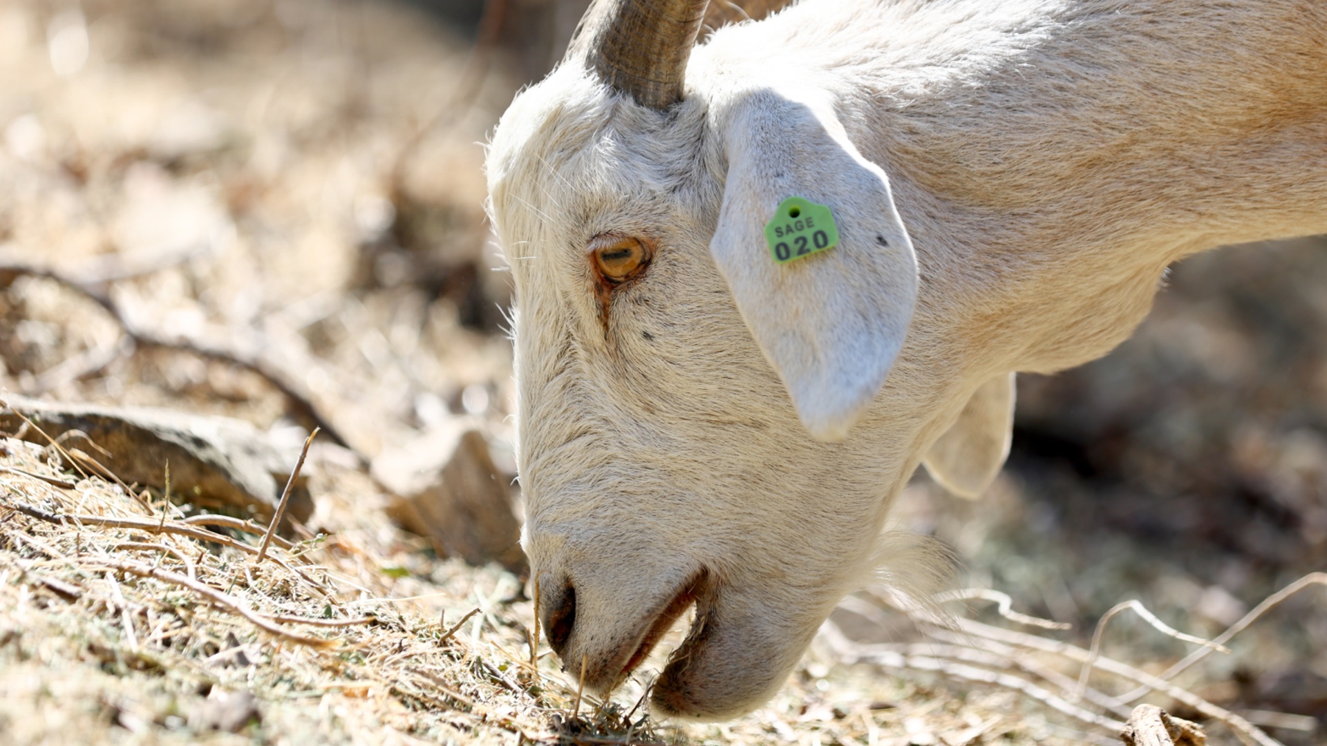 В Чили козы-спасатели защищают лес от пожаров
