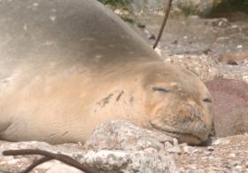Уникальное событие: редчайший тюлень-монах приплыл на берег Яффы в Израиле