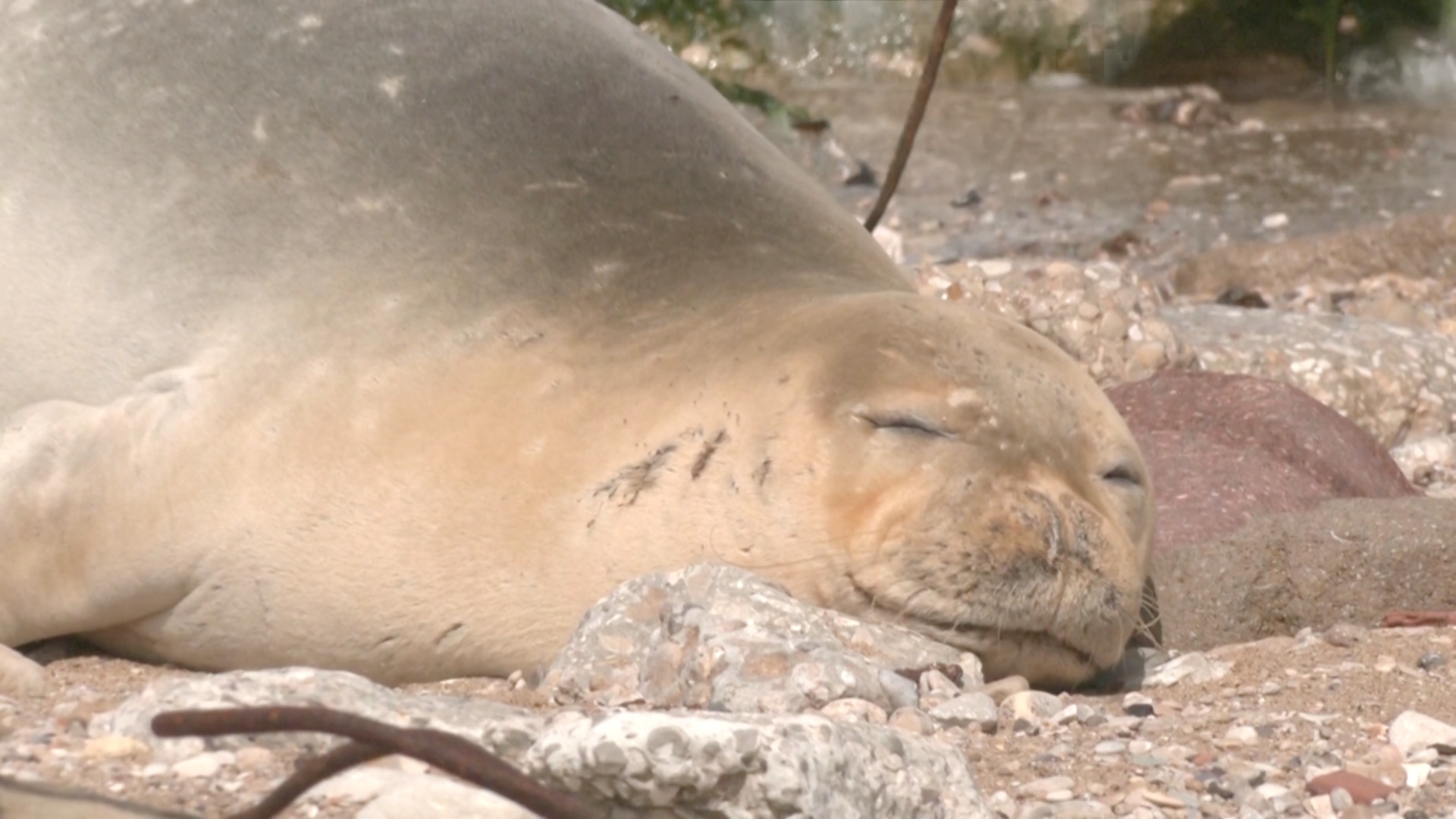 Уникальное событие: редчайший тюлень-монах приплыл на берег Яффы в Израиле